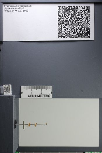 Media type: image;   Entomology 511605